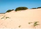 Ano Nuevo